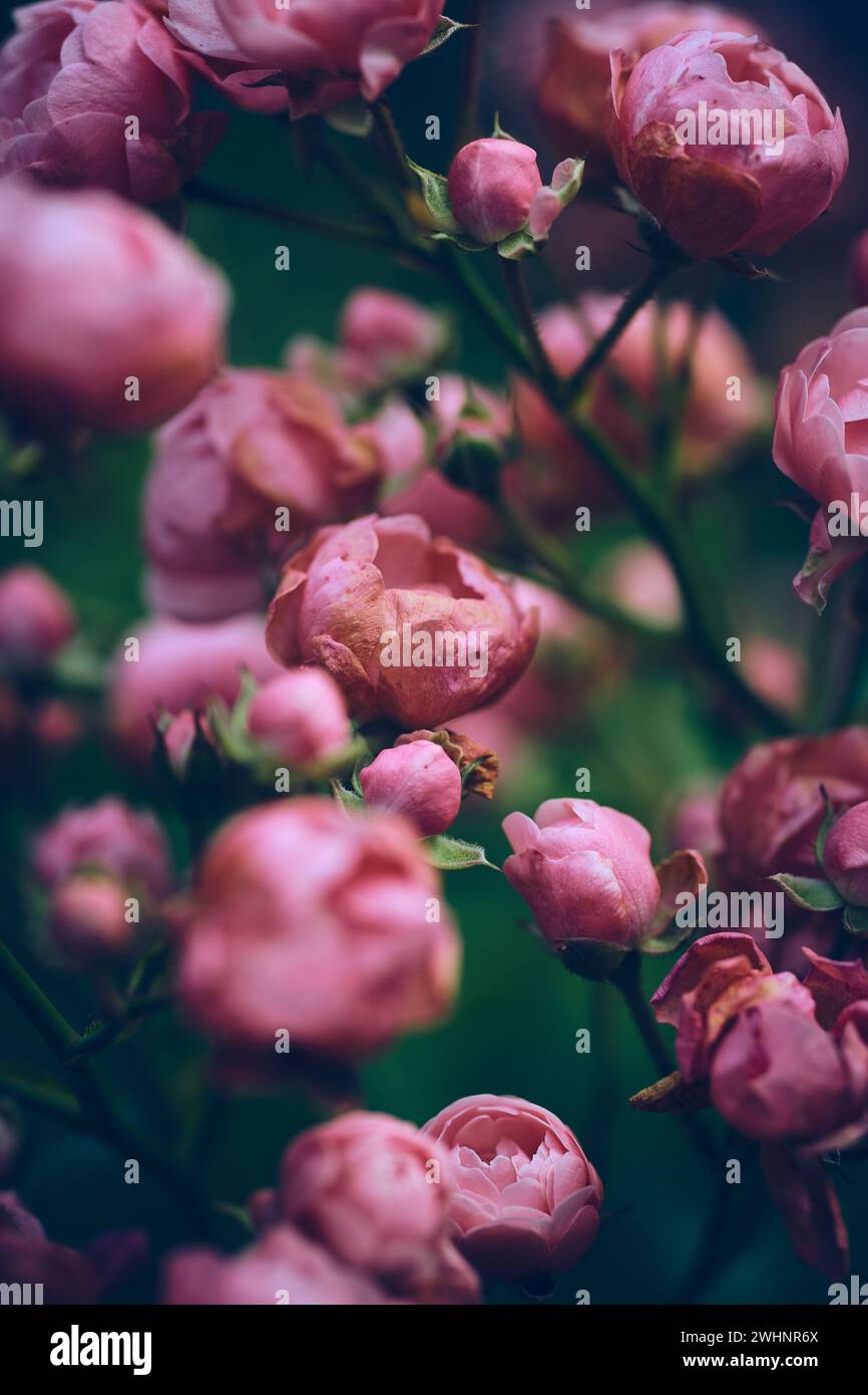 Miniature Roses slowly wilting Stock Photo Alamy