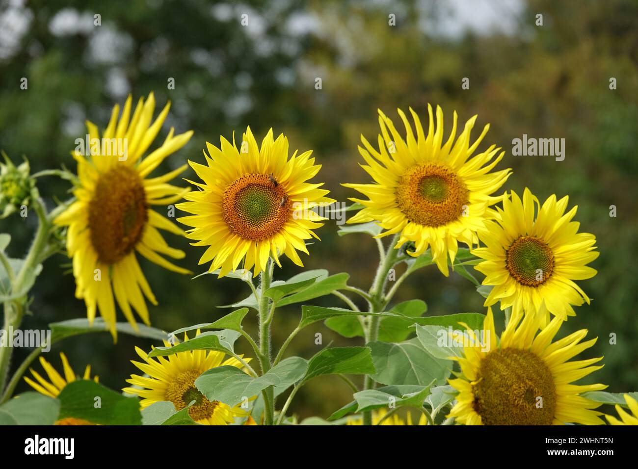 Helianthus annuus, sunflower, bee Stock Photo