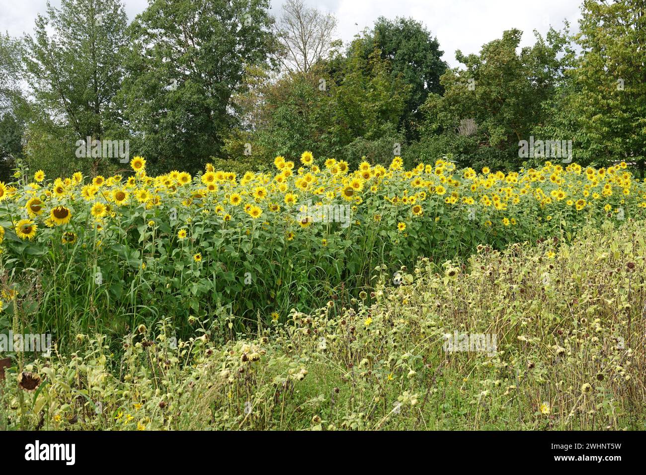 Helianthus annuus, sunflower Stock Photo