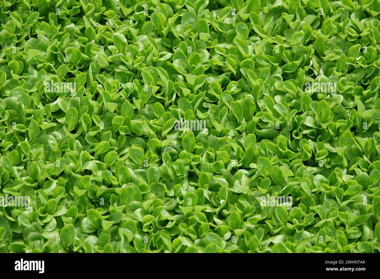 Valerianella locusta, corn salad Stock Photo