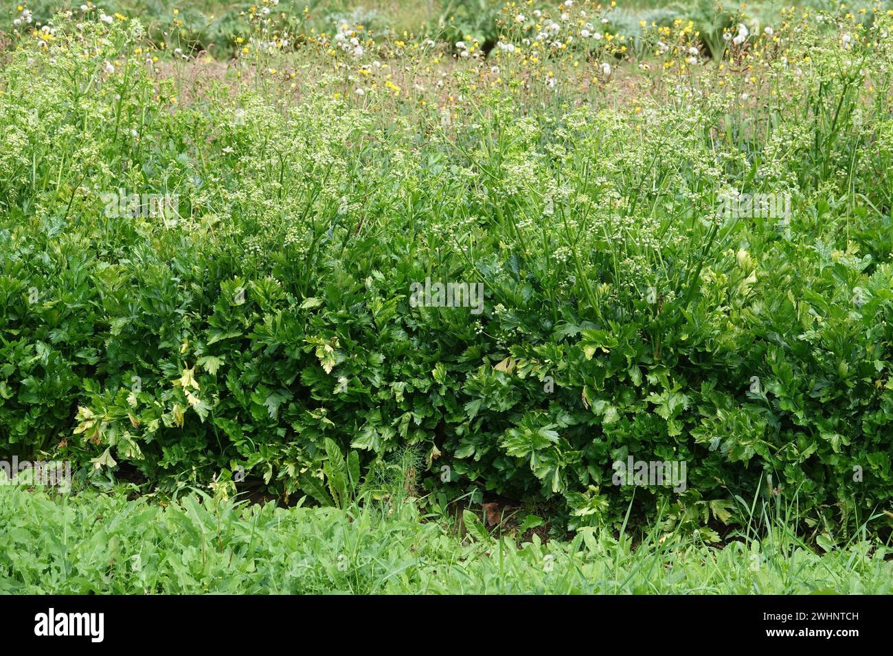 Apium graveolens, celery Stock Photo