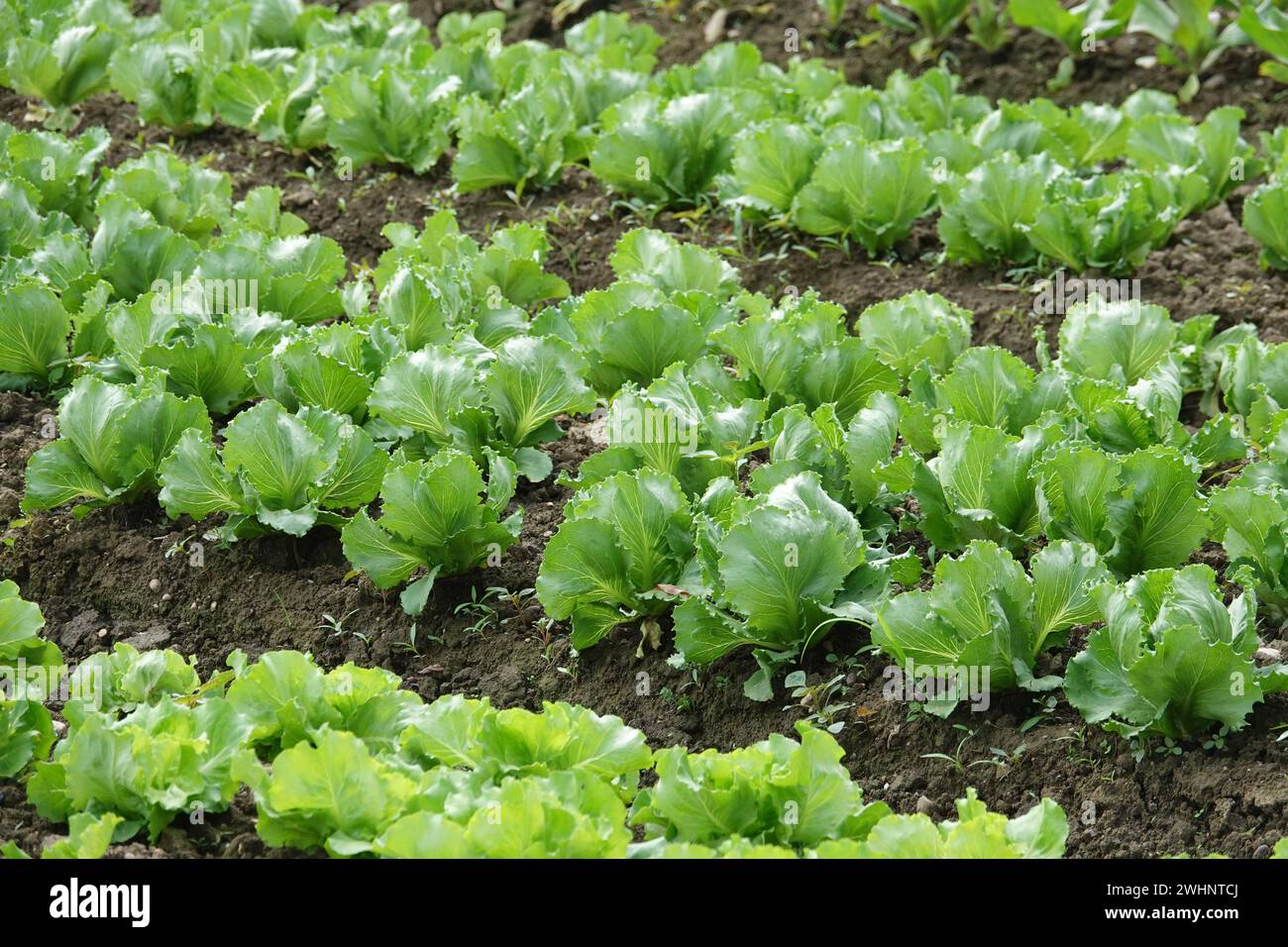 Lactuca sativa, lettuce Stock Photo