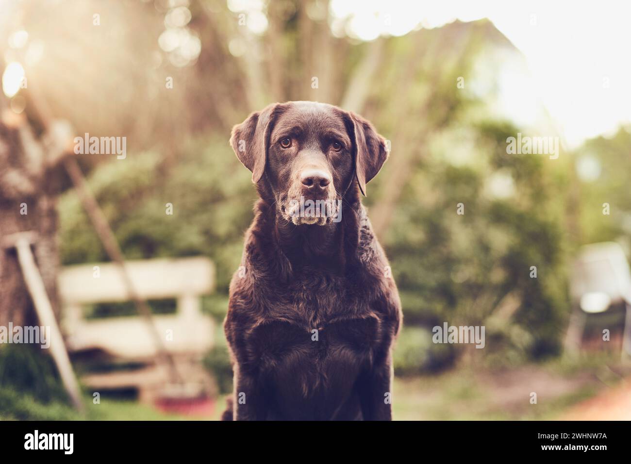 Brown Labrador sitting in front of the camera Stock Photo