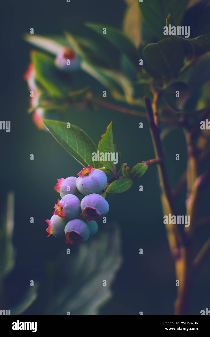 Almost round leaves hi-res stock photography and images - Alamy
