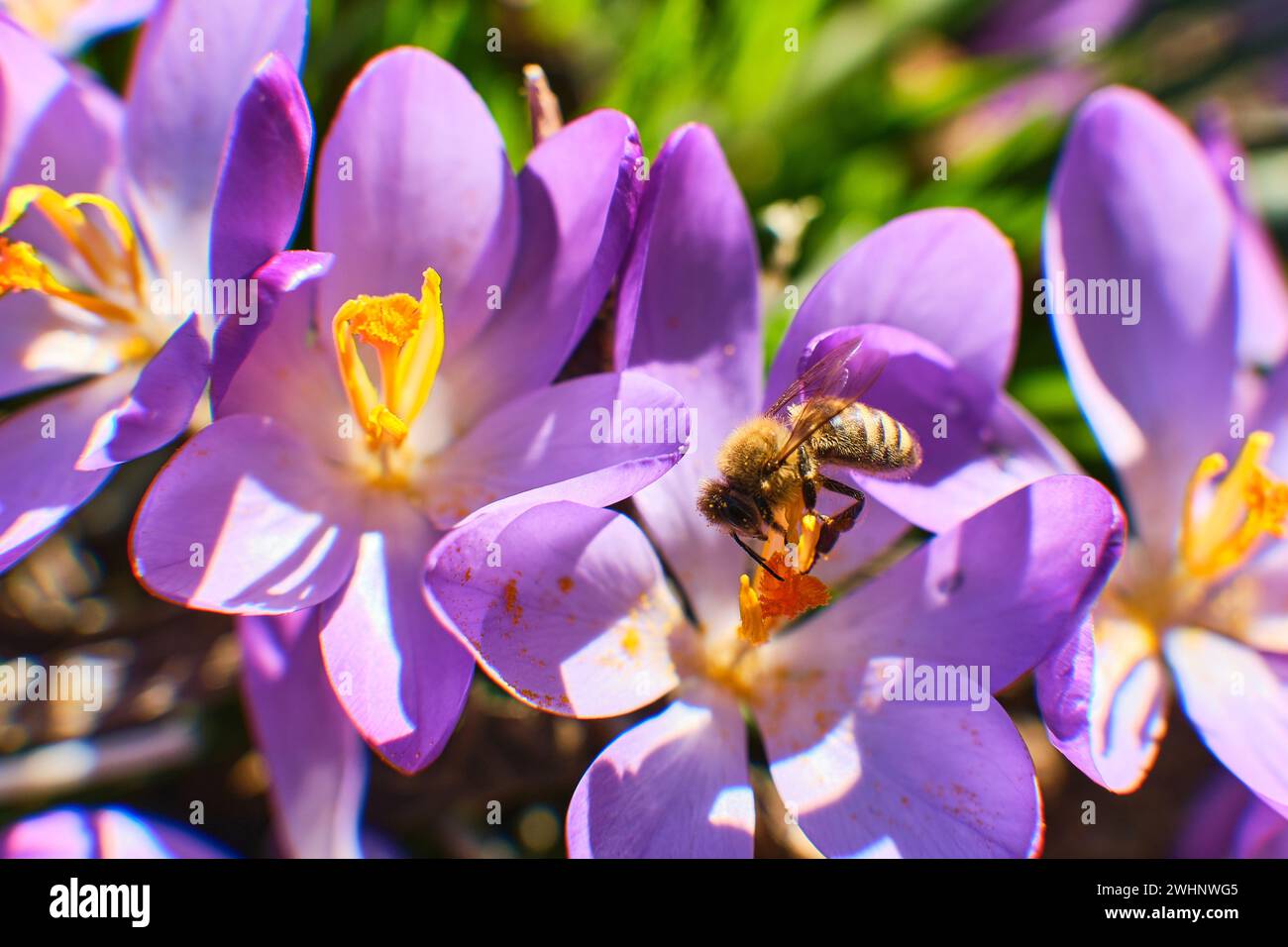 Bees collecting honey in crocus Stock Photo