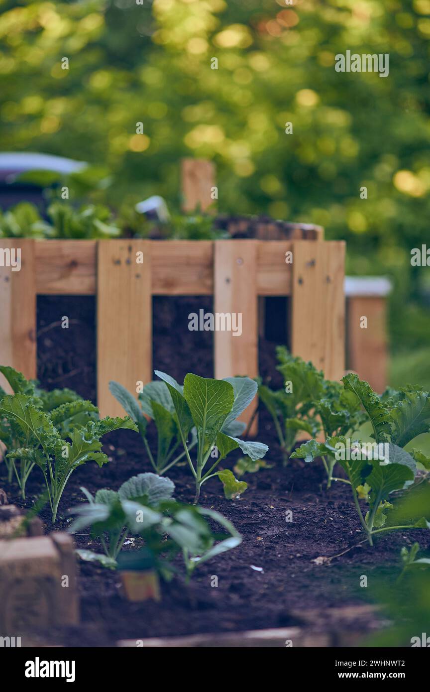 Cabbages and Kale growing in Raised Bed Stock Photo Alamy