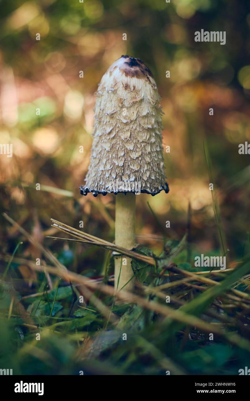 Mushroom in the sunny woods Stock Photo