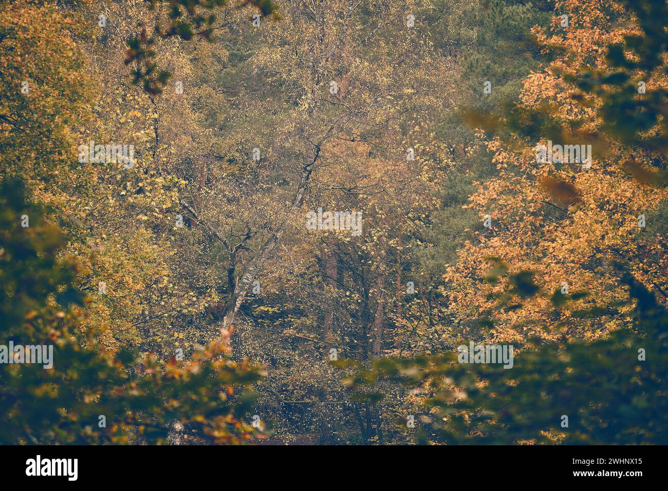 Tops of leaves hi-res stock photography and images - Alamy