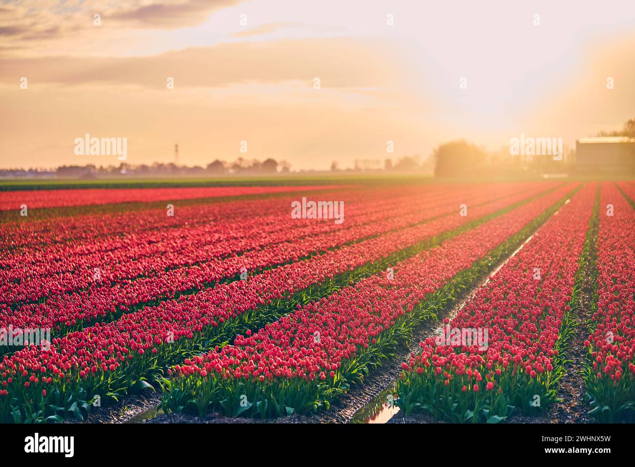 Blossoming tulips at sunrise in the Netherlands Stock Photo
