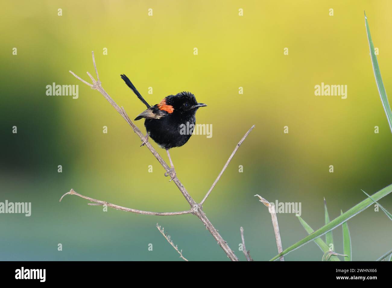 An Australian adult male Red-backed Fairy-wren -Malurus melanocephalus- bird perched on a thick, tall, dry grass stem looking for food Stock Photo