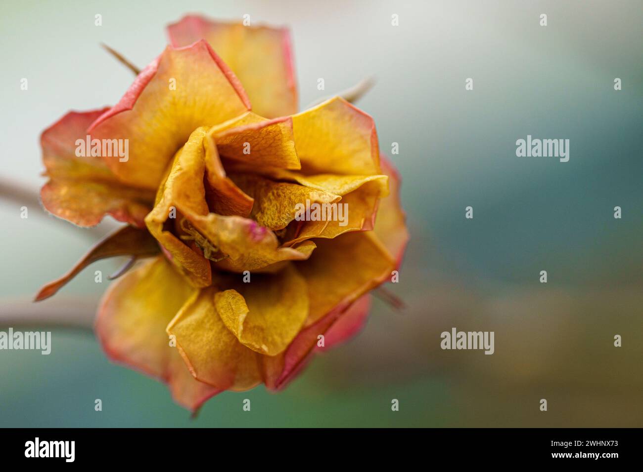 Vibrant yellow and red rose blossoming against a soft, blurred background Stock Photo