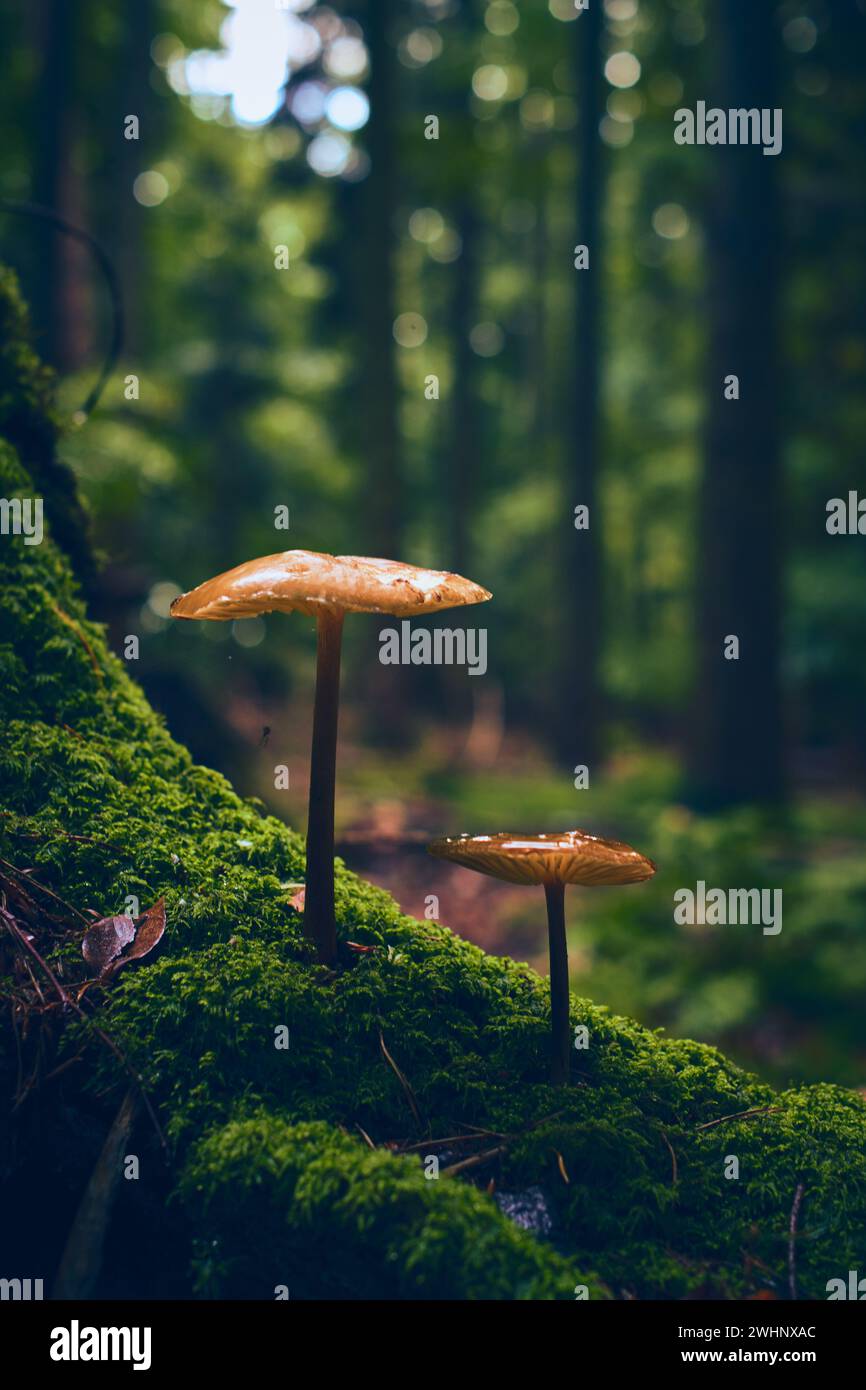 Mushroom growing on mossy tree root Stock Photo