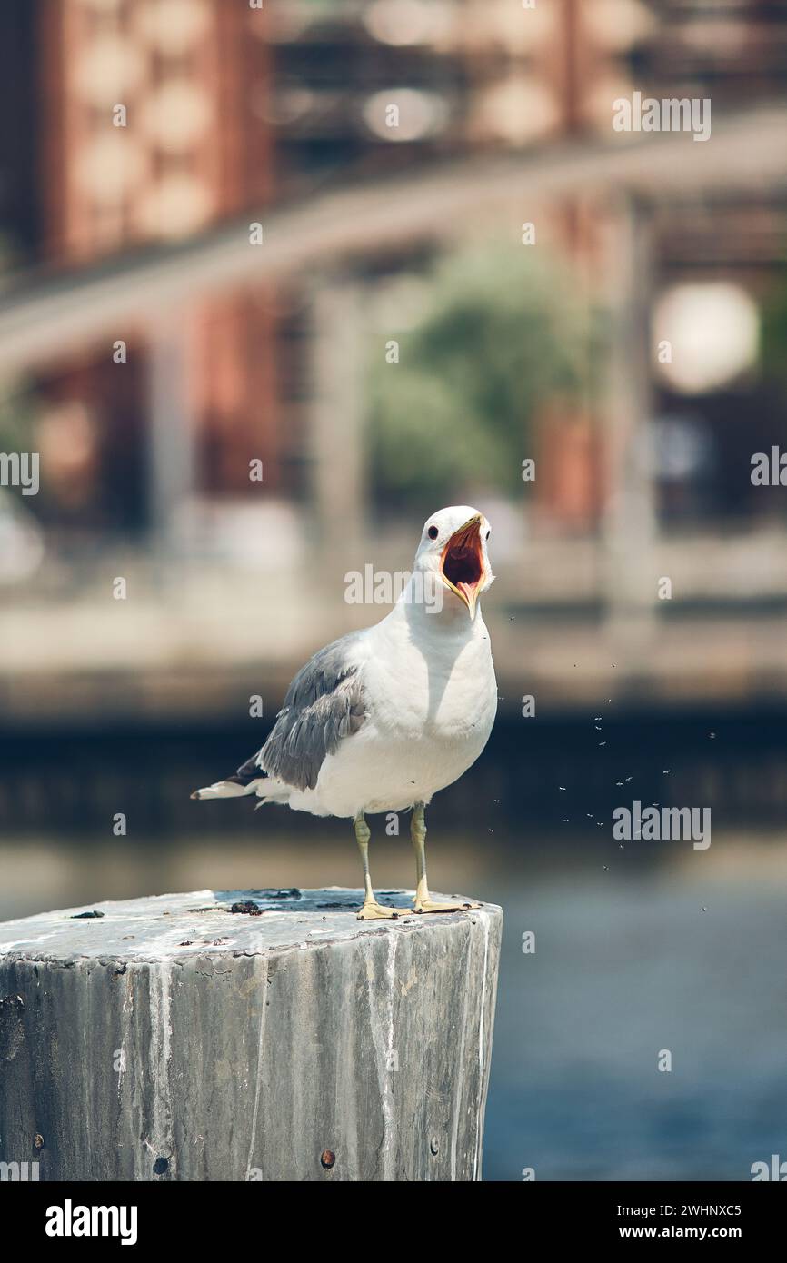 Seagull on pole screaming Stock Photo
