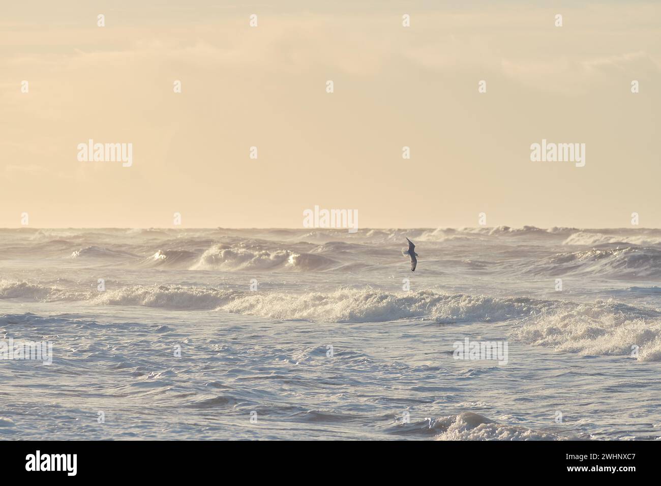 Seagull flying over big waves in sunset Stock Photo