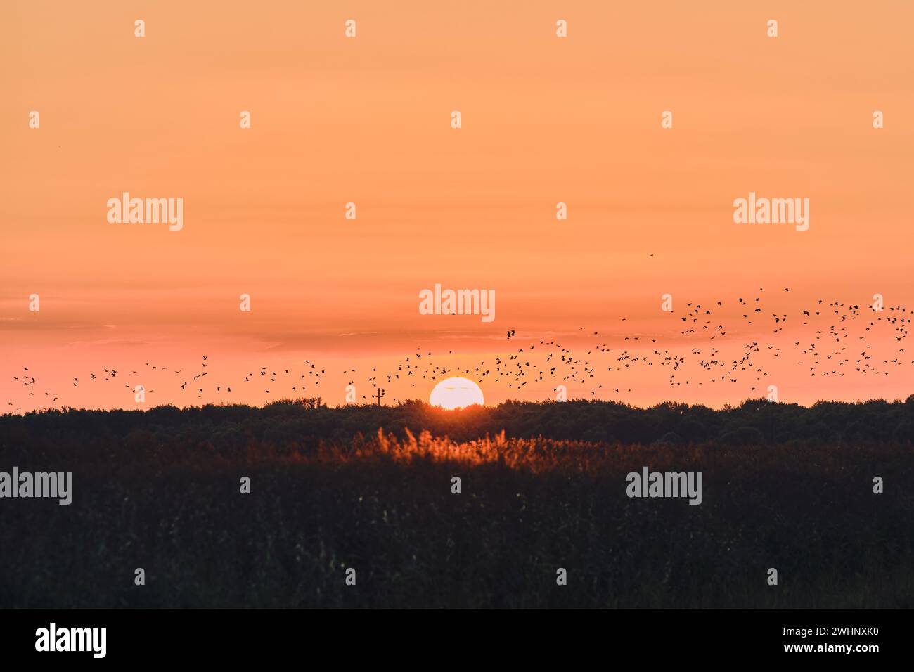 Birds fly in sunset hi-res stock photography and images - Alamy