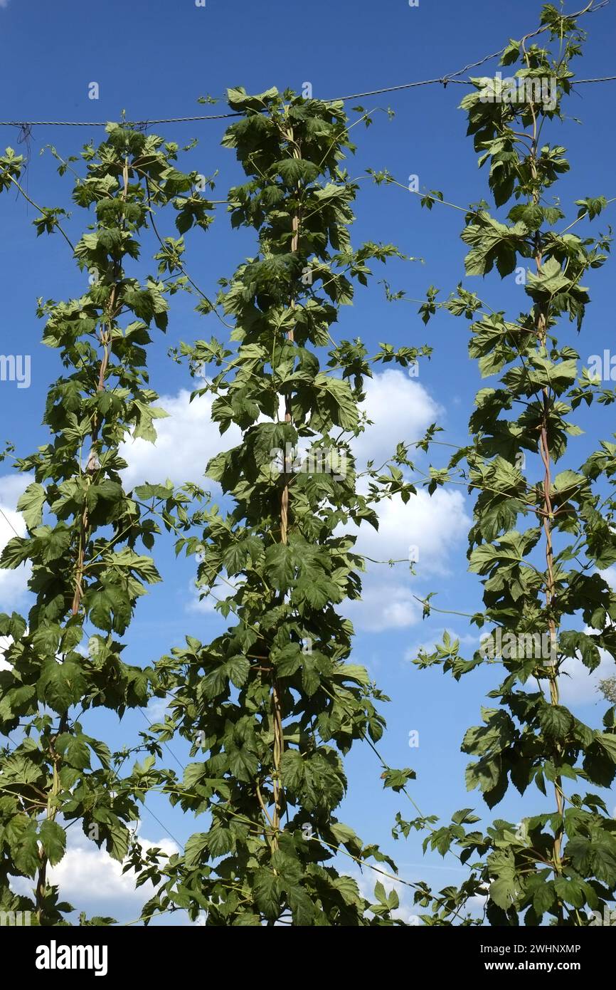 Hops, hop cultivation in Spalt, Bavaria, Germany Stock Photo