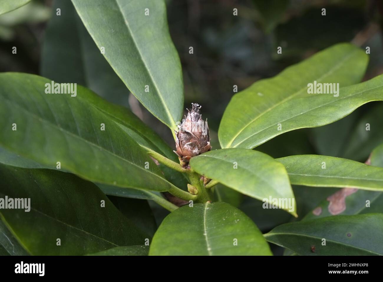 Befall hi-res stock photography and images - Alamy, image size:1300x956