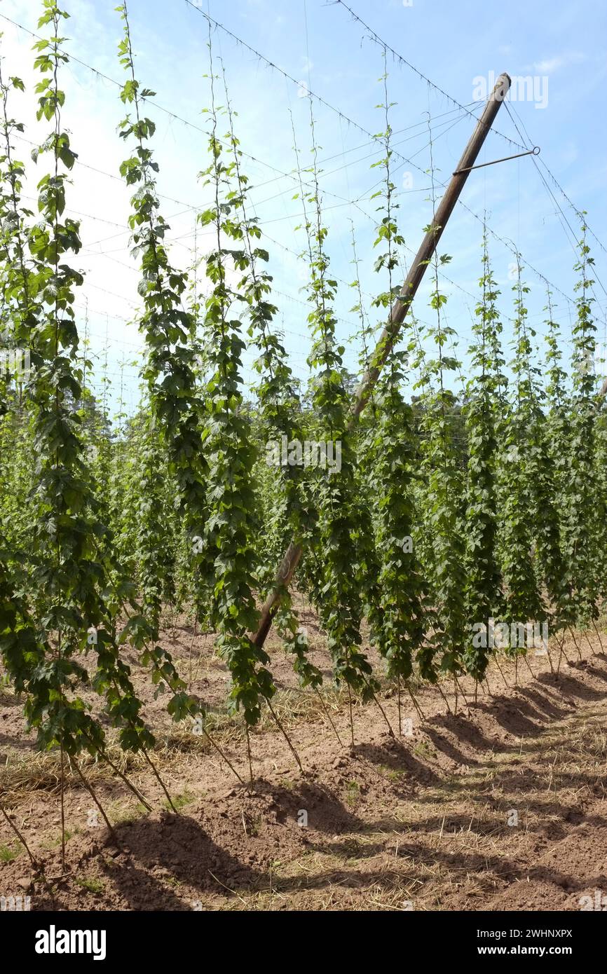 Hops, hop cultivation Stock Photo