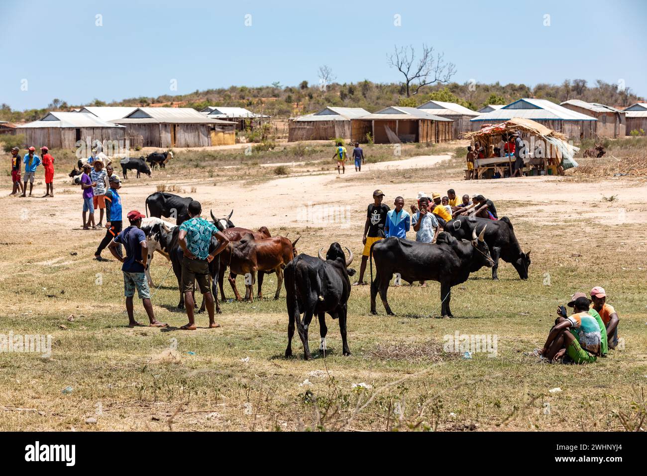 Zebu bulls and cows are being traded at a market in Belo Sur Tsiribihina, Madagascar. Stock Photo