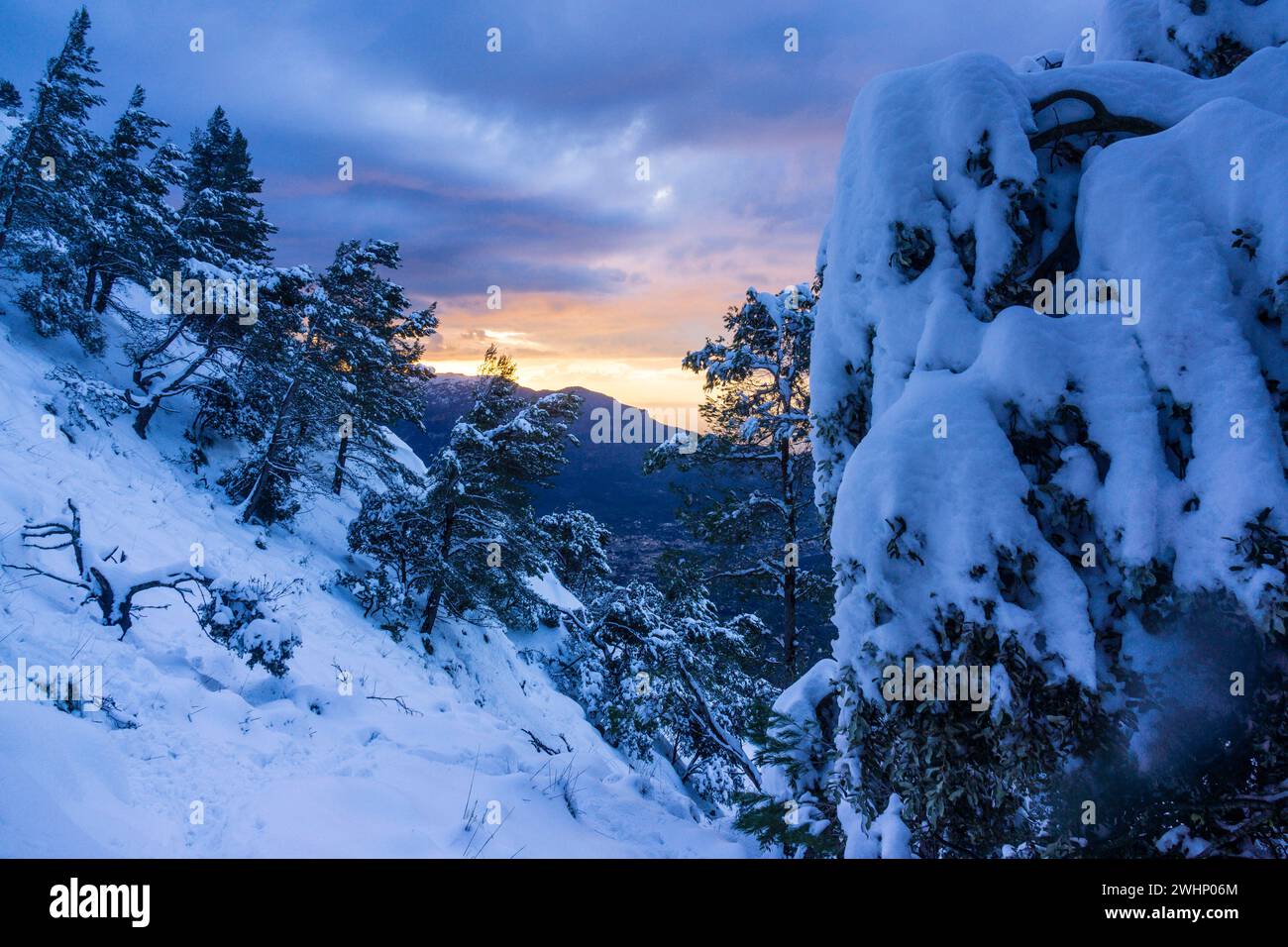 Pinos nevados Stock Photo