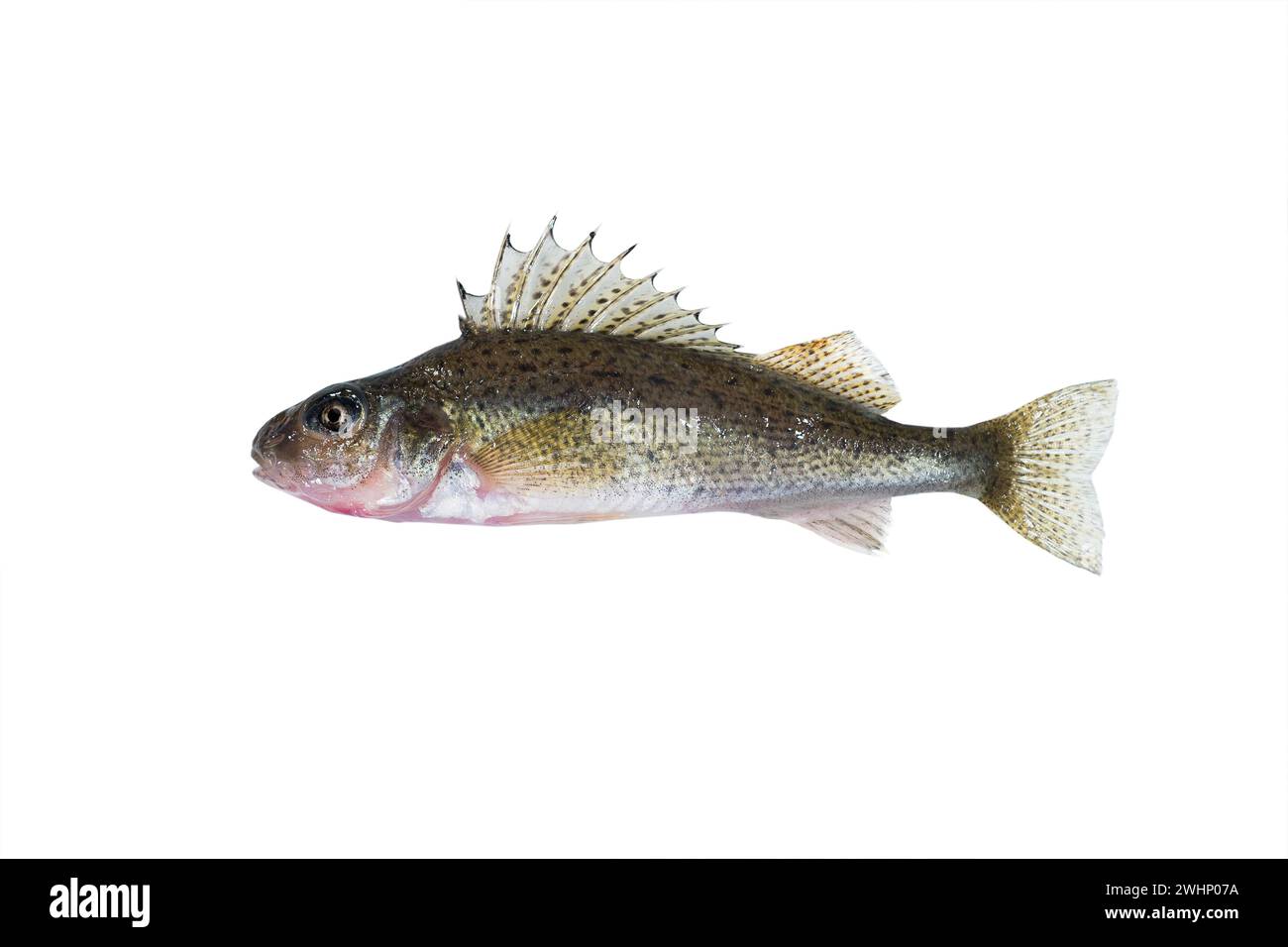 Fish ruff (Gymnocephalus cernuus) isolated on white background Stock Photo
