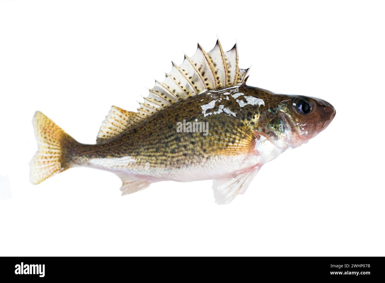 Fish ruff (Gymnocephalus cernuus) isolated on white background Stock Photo
