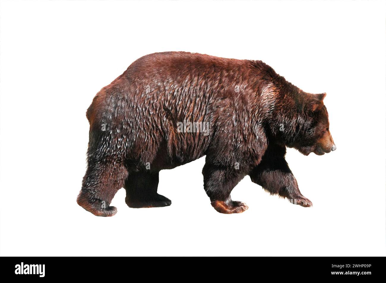 brown bear isolated on white background Stock Photo - Alamy