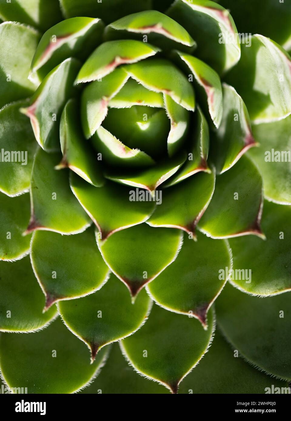 Close up on green succulent plant texture Stock Photo