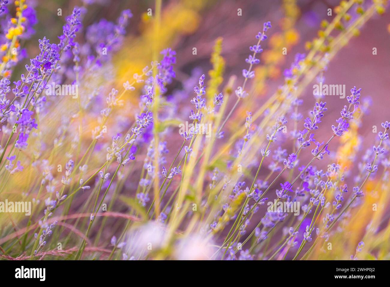 Purple field flower close hi-res stock photography and images - Alamy