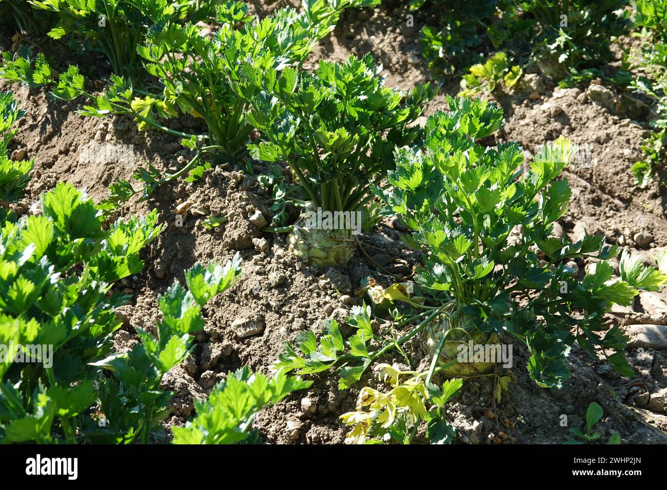 Apium graveolens, celery Stock Photo