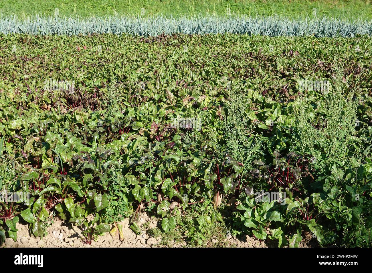 Beta vulgaris, beet root Stock Photo