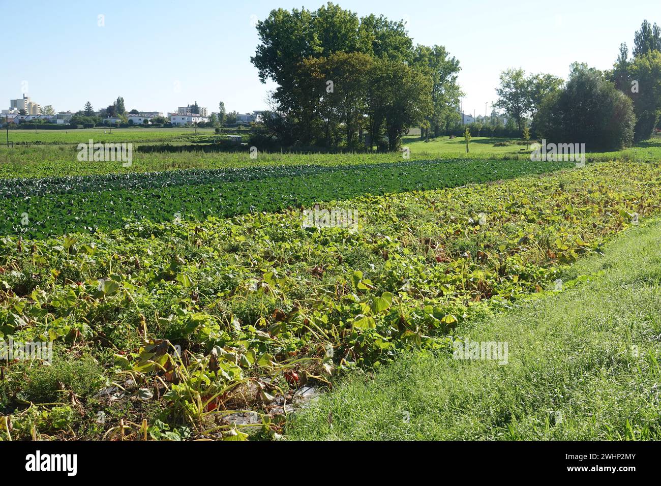 Cucurbita pepo Hokkaido, Pumpkin Stock Photo