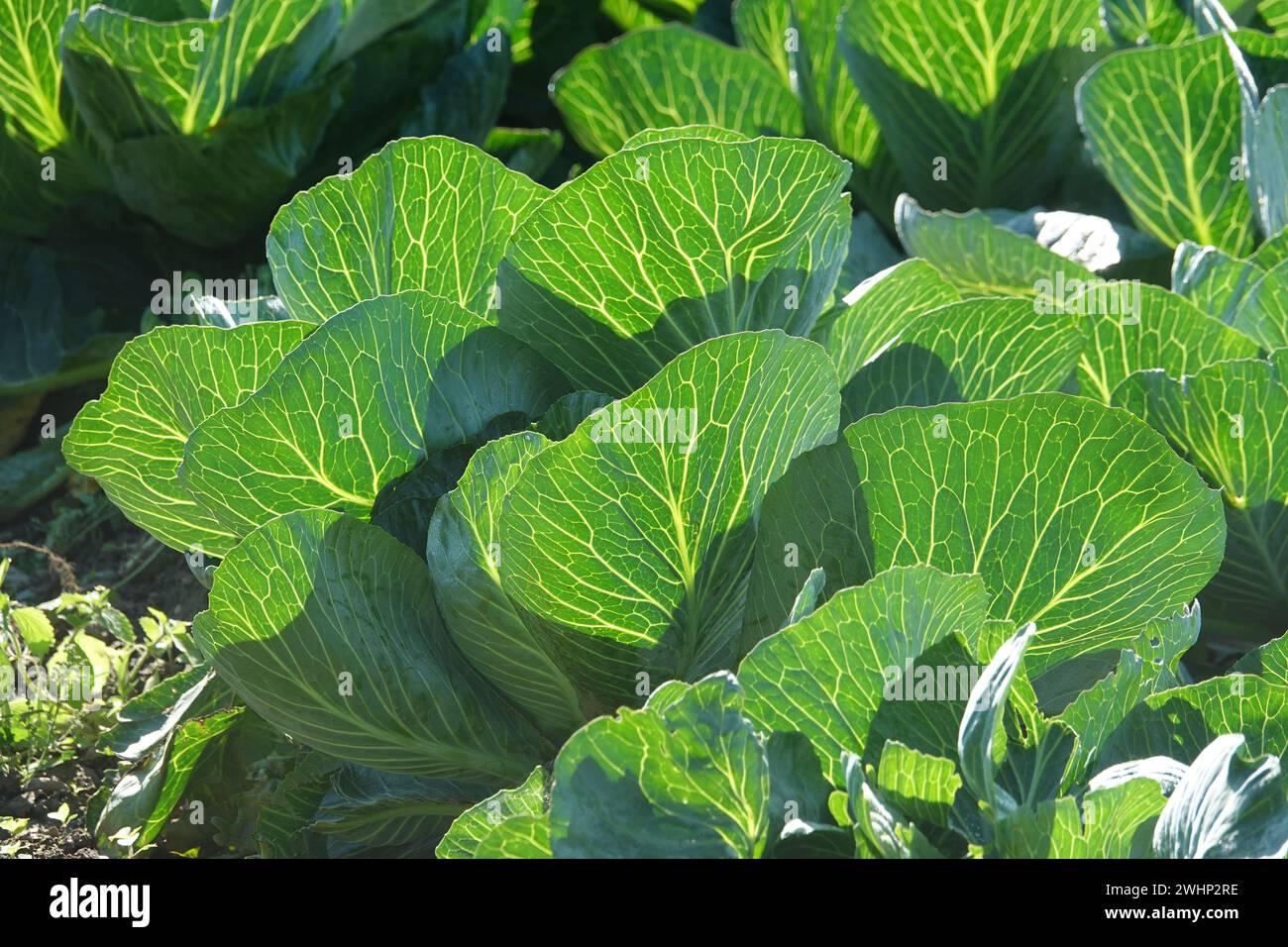 Brassica oleracea, Cabbage Stock Photo