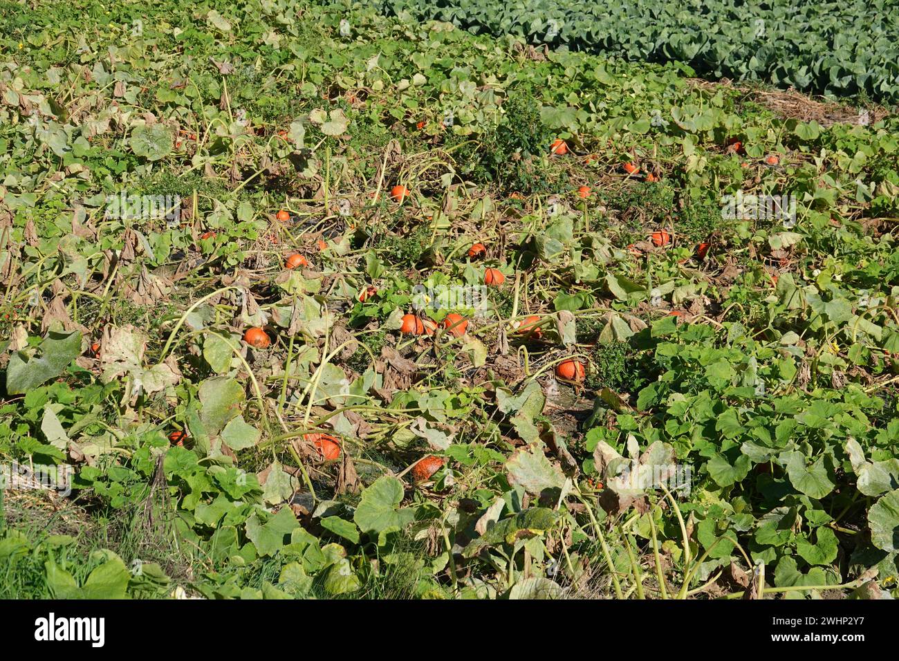 Cucurbita pepo Hokkaido, Pumpkin Stock Photo