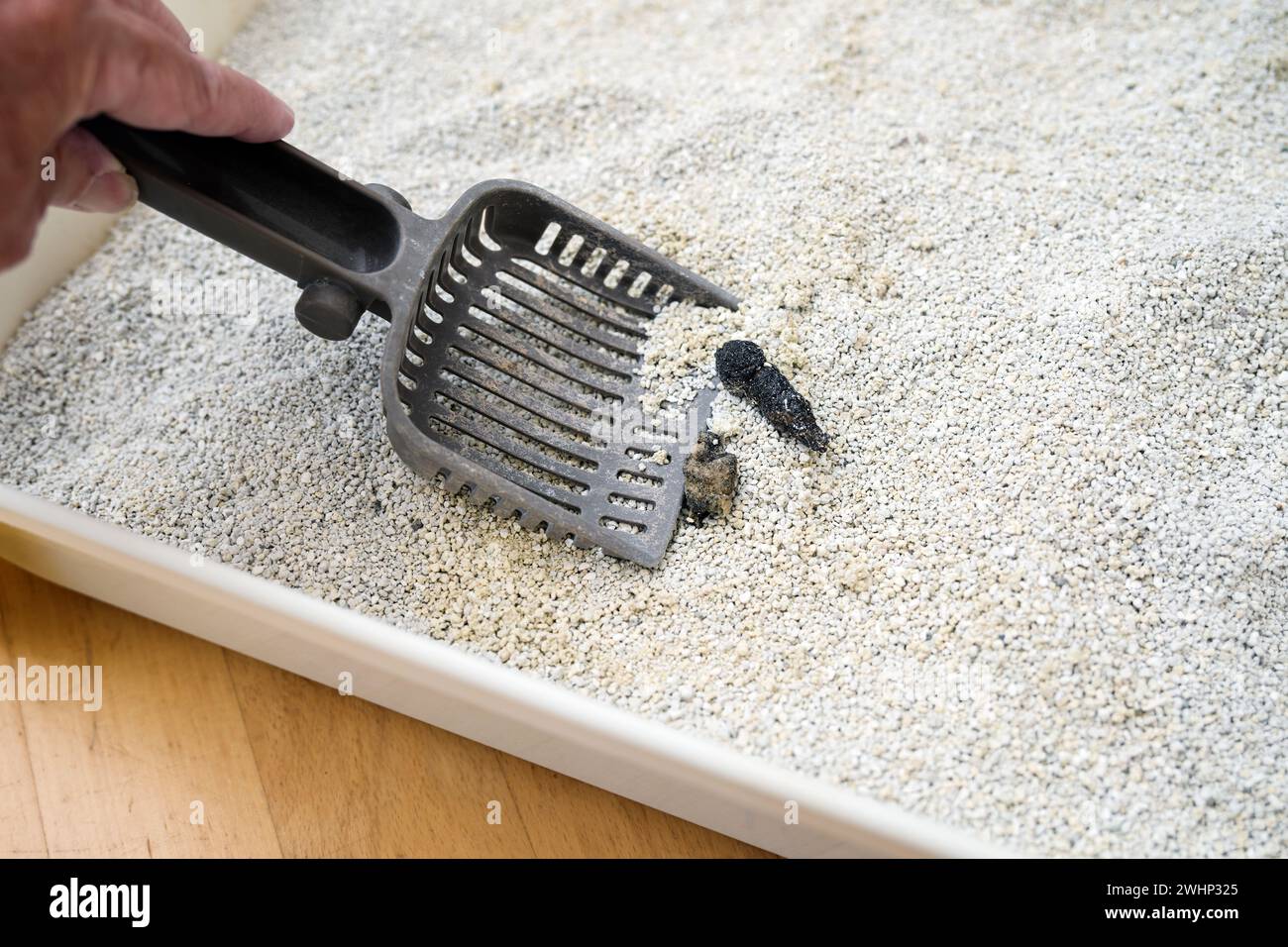 Removing feces from a cat toilet box with clumping litter that absorbs