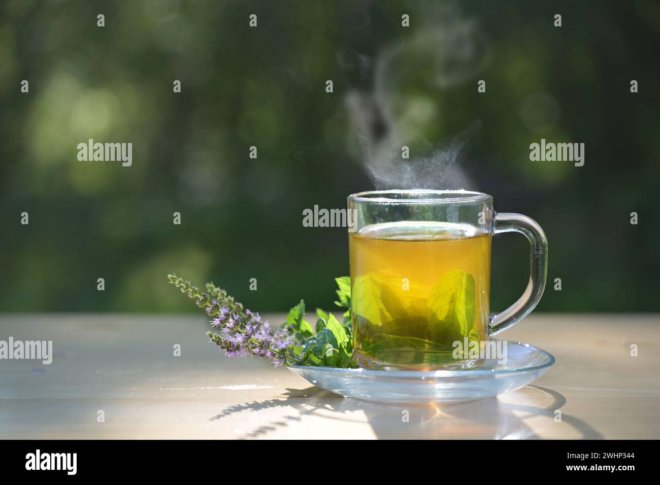 Steaming herbal tea made from fresh peppermint leaves in a glass cup, flowering twigs lying next to it on a wooden table in the Stock Photo