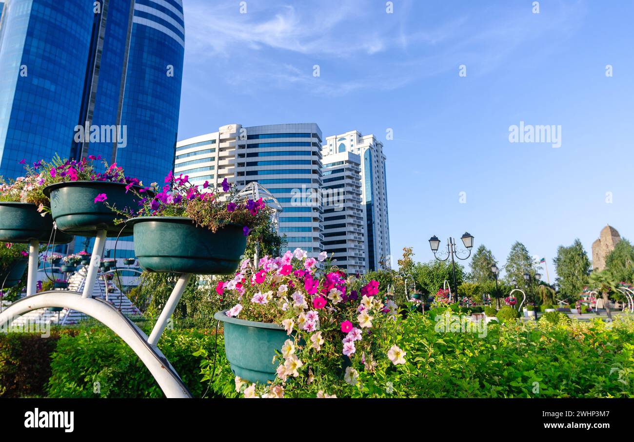 Fresh flowers in the city park and high skyscrapers in Grozny Chechnya Stock Photo
