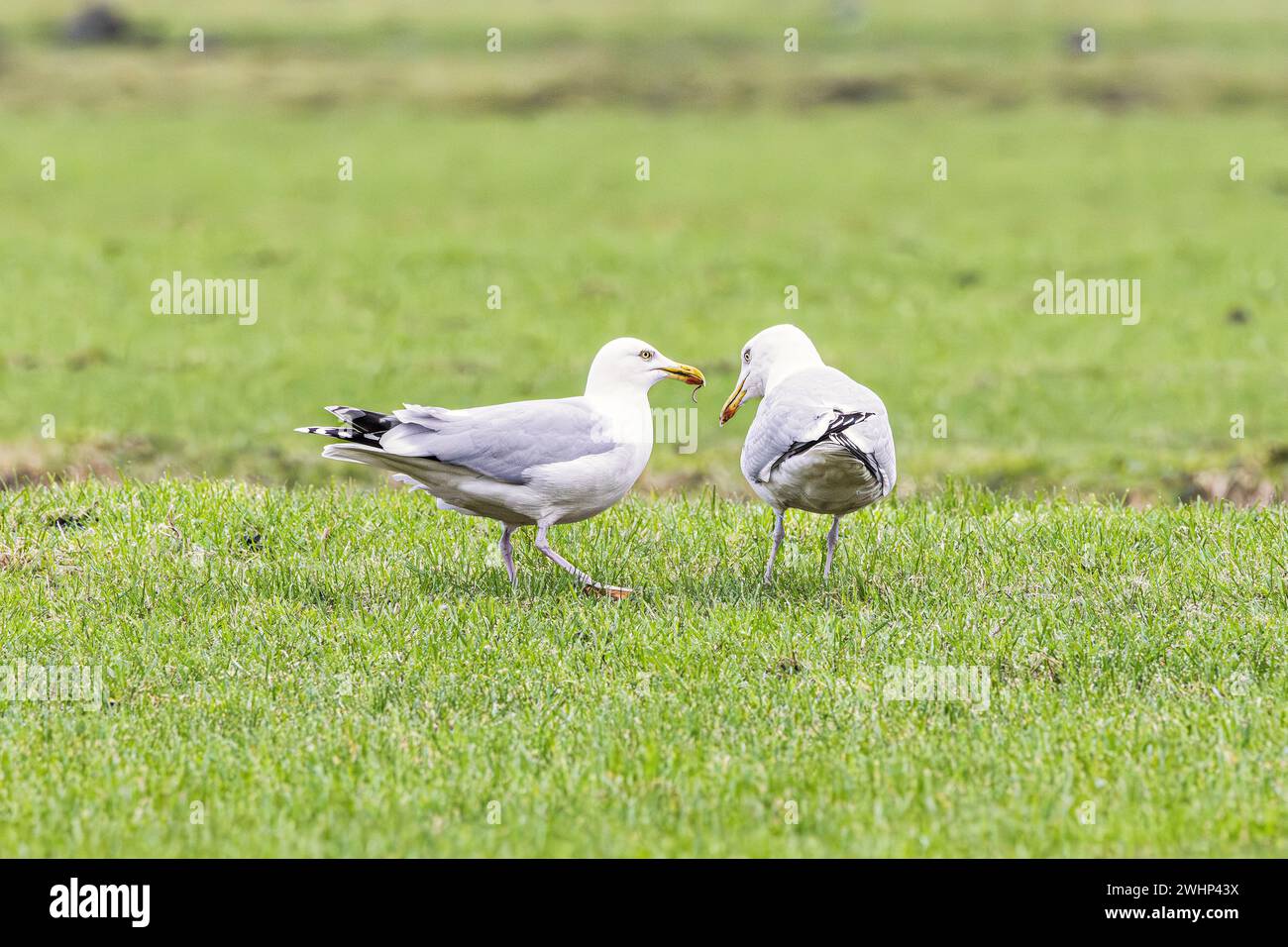 Close up of a couple of European Herring Gulls, Larus argentatus, yellow beak with red spot in a pasture against blurry background. The male has an ea Stock Photo