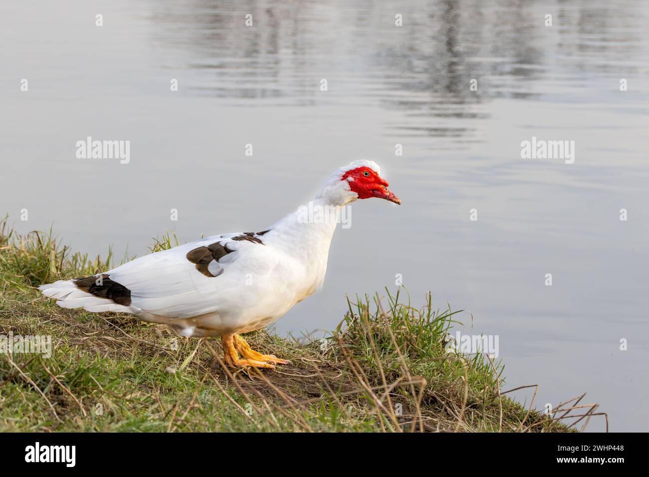 Close up of domesticated male Muscovy duck, Cairina moschata forma domestica, at edge of pond with heavy white feathered body with black spots on wing Stock Photo