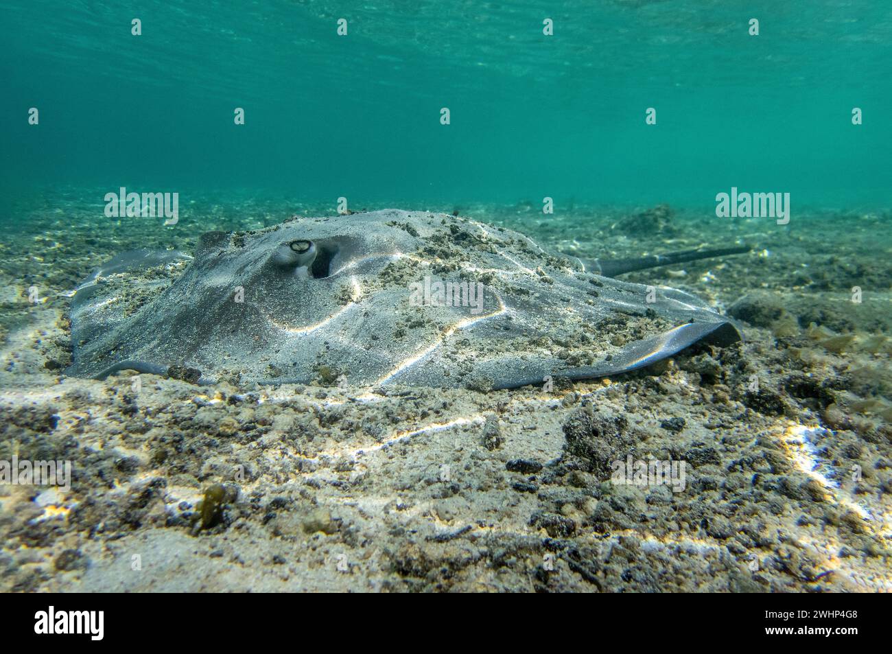 A Pink Whipray, aka Tahitian Stingray, lying on sand and coral rubble in a shallow lagoon, French Polynesia Stock Photo
