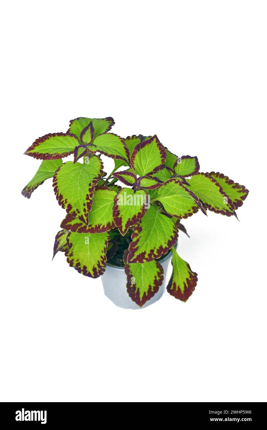 Potted painted nettle 'Coleus Blumei Velvet' plant on white background Stock Photo