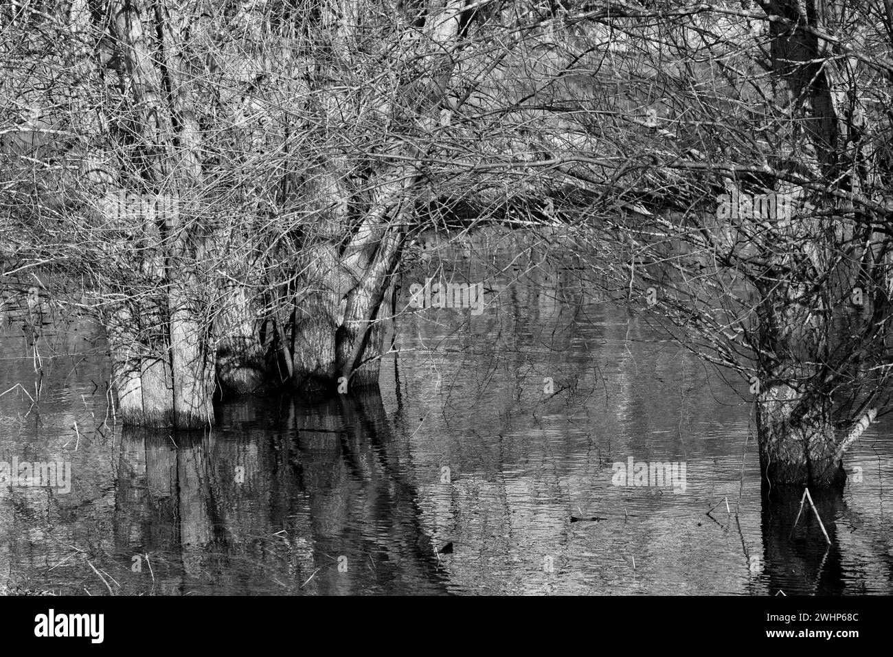 Plants growing in close river Black and White Stock Photos & Images - Alamy