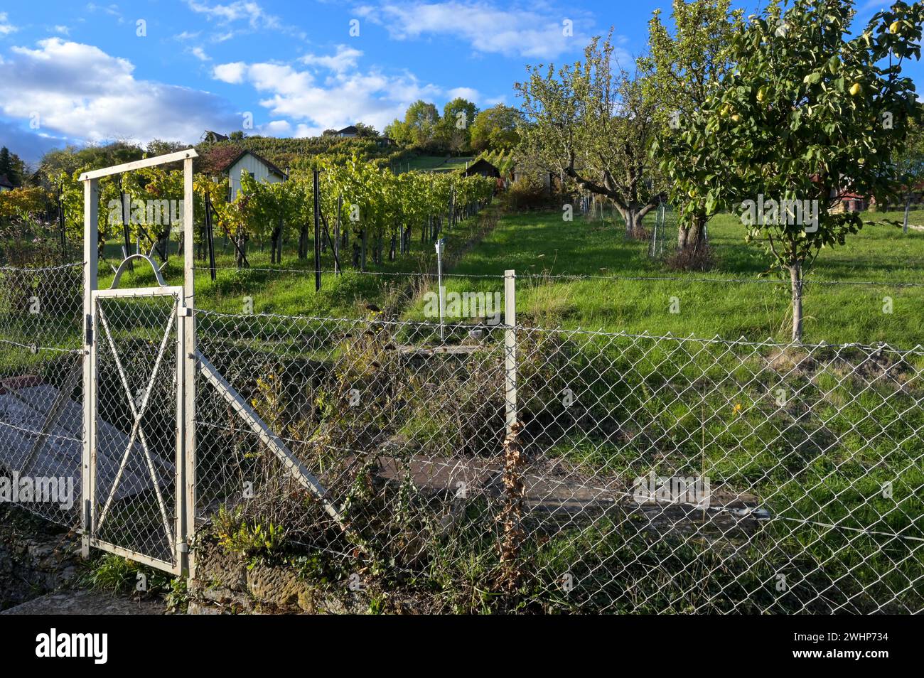 Agriculture in the Stuttgart area: Vineyards and meadow with fruit trees in the evening sun.  View of the Lemberg - through fence and garden gate in Stock Photo