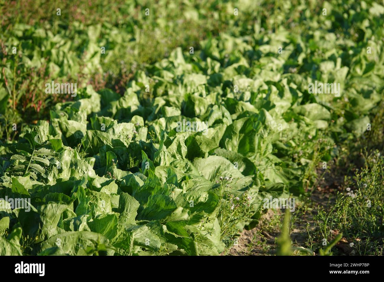 Lactuca sativa var. longifolia, Romaine lettuce Stock Photo