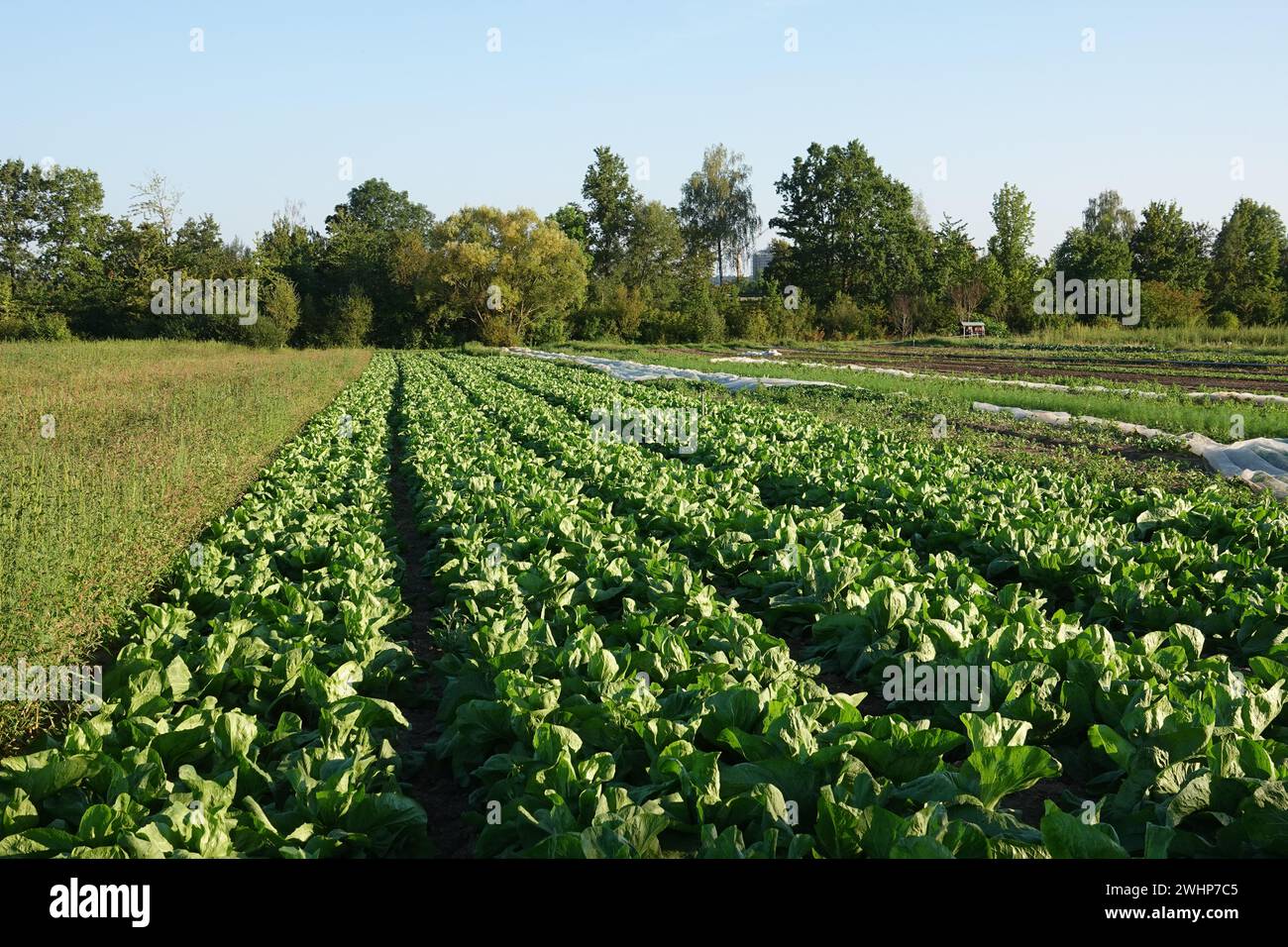 Lactuca sativa var. longifolia, Romaine lettuce Stock Photo