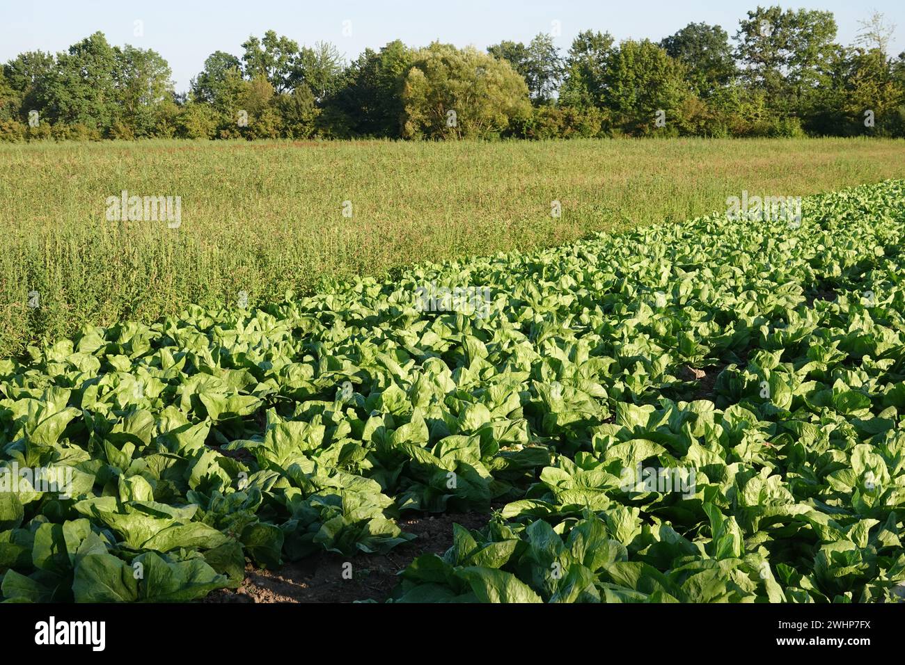 Lactuca sativa var. longifolia, Romaine lettuce Stock Photo