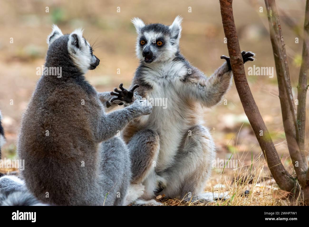 The two lemurs with hands touching, standing side by side. Stock Photo