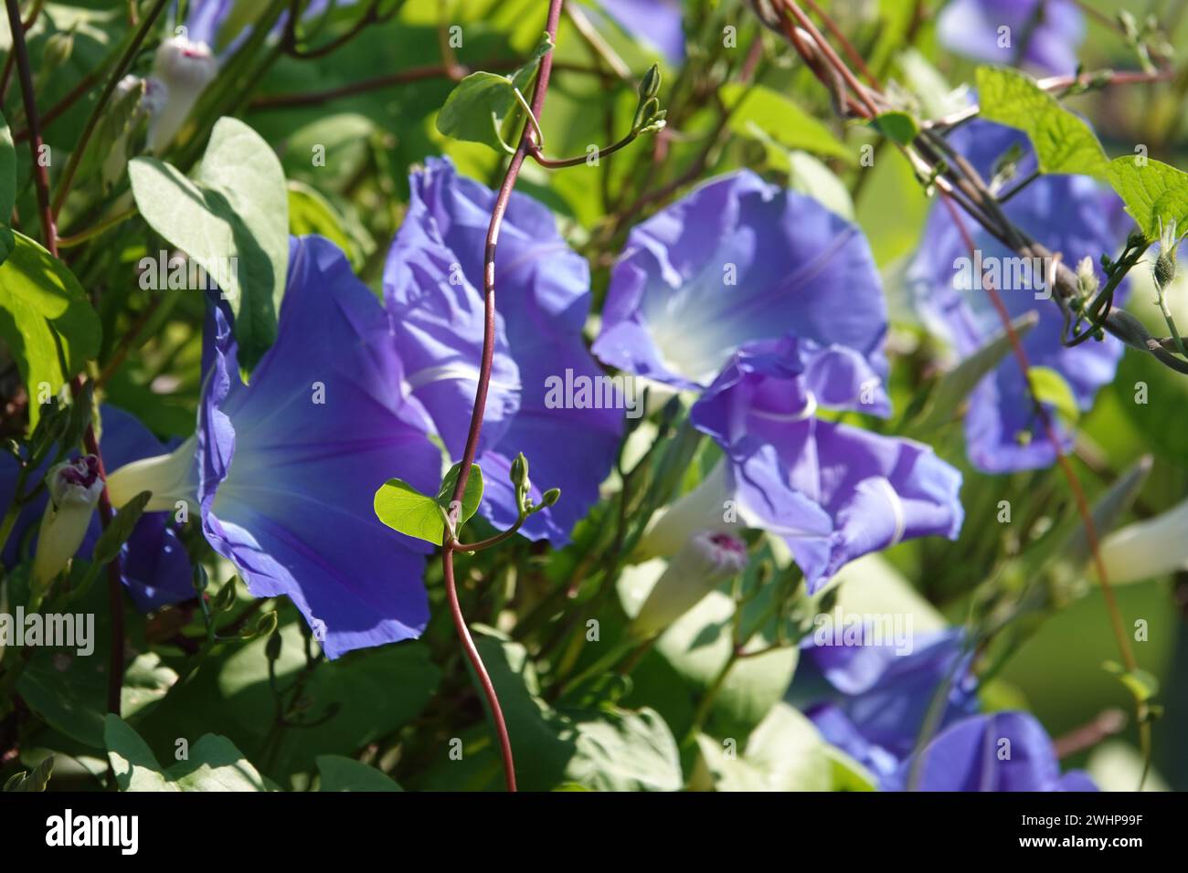 Ipomoea tricolor, morning glory Stock Photo