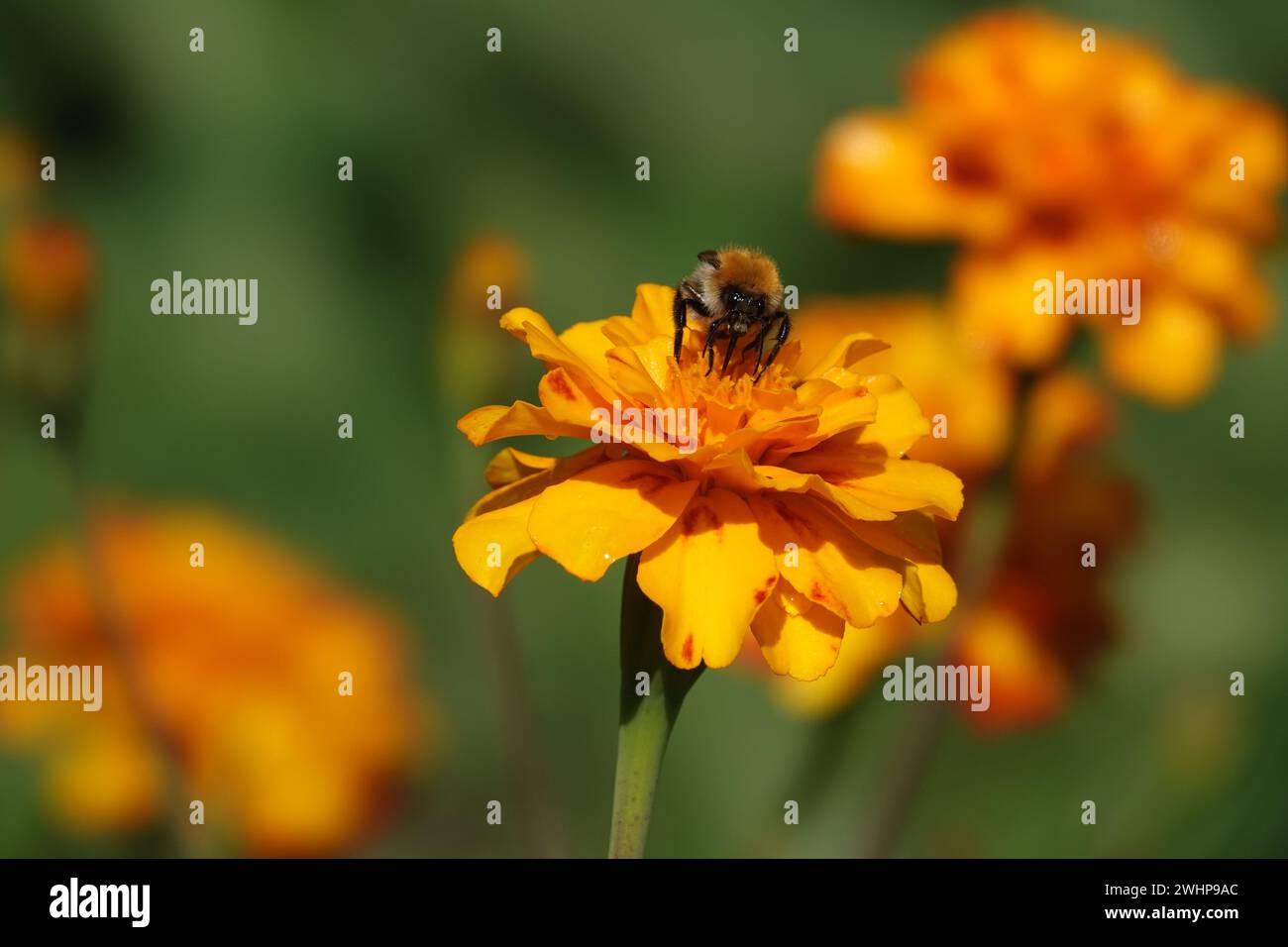Tagetes, Bumblebee Stock Photo