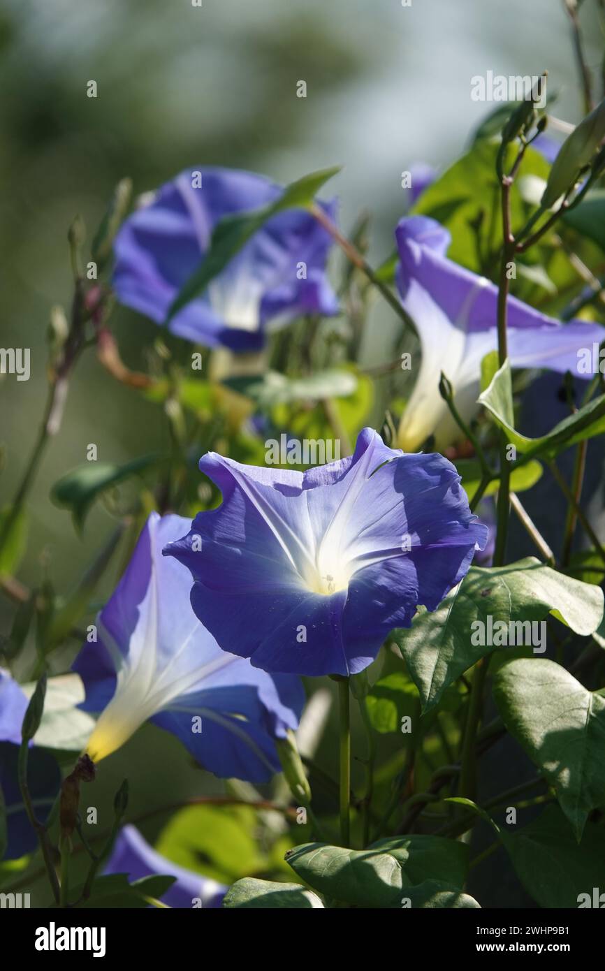Ipomoea tricolor, morning glory Stock Photo